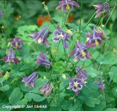 Aquilegia vulgaris